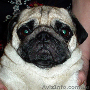 Щенки мопса – лучший подарок к Новому Году !!! #470627