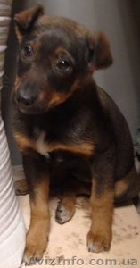 Щенуля, которой очень нужна семья #462628