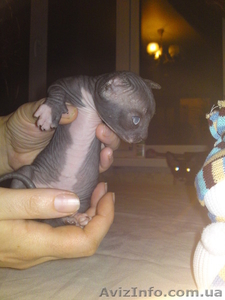 канадский  сфинкс #469275