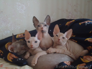 дончашки-очаровашки #479538