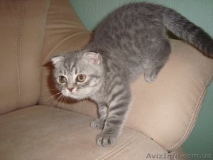 Шотландский вислоухий котик #471293