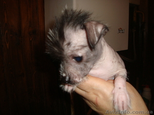 Продаются щенки китайской хохлатой, кане-корсо #459718