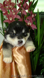 Продам красивейших щенков Аляскинского маламута #467998