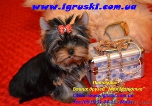 Щенки йоркширского терьера шоу-класса. #463259