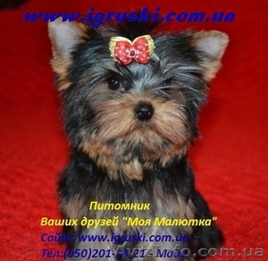 Щеночки йоркширского терьера. #468148