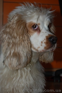 продаю щенков американского кокер спаниеля #471469