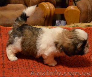 Прекрасные щенки ши-тцу #482464