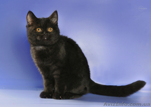 шотландские котят для Вас #478602