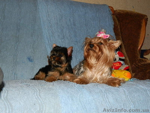 йоркширский терьер!!.. #453334