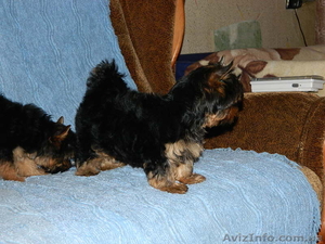йоркширский терьер продам.....! #453380