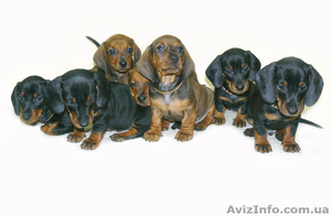 Фортуна Анози(г/ш таксы) #483630