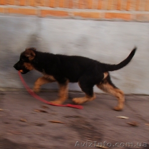 2 ПЕРСПЕКТИВНЫХ ПОДРОЩЕНЫХ КОБЕЛЯ НЕМЕЦКОЙ ОВЧАРКИ #458292