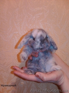 ***Декоративные вислоухие крольчата*** #442550