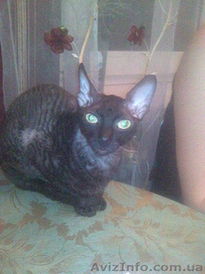      КАПЛИНА        КАРИНА      #456517