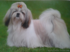 Роскошные щенки ши-тцу #482457