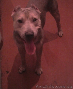 Кобель питбуля приглашает на вязку #465803