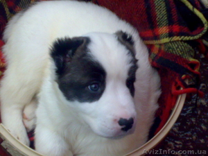 среднеазиатская овчарка -алабай #483176