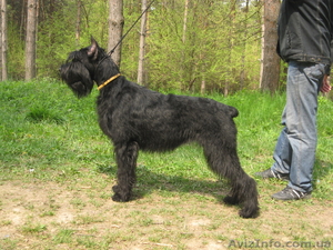 Щенки ризеншнауцера и русского той-терьера. #479228