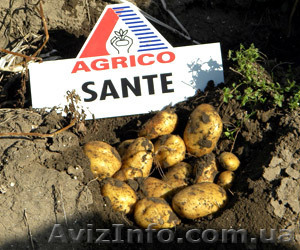 Ф/х реализует картовель,  лук,  капуста #480327