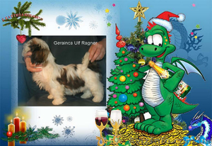 Щенок ши - тцу мальчик #481014