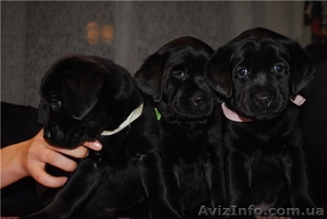 Черные щенки Лабрадора Ретривера #481111