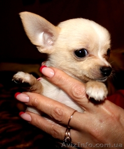 ВЕЛИКОЛЕПНЫЕ ЩЕНКИ ЧИХУАХУА И РУССКОГО ТОЙ-ТЕРЬЕРА ЖДУТ СВОИХ ХОЗЯЕВ!! #476120