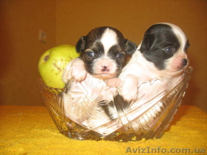 Продам щенков очаровашек  Чихуашек #457803