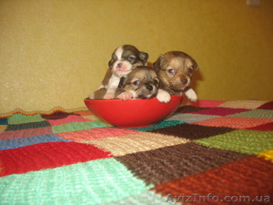 Продам очаровательных деток Чихуа-хуа #465147