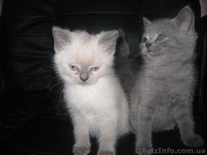 Британские колорпойнт и голубого окраса #458569