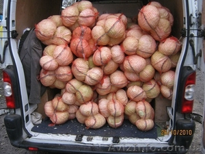 Капуста,  морковь,  свекла #460188