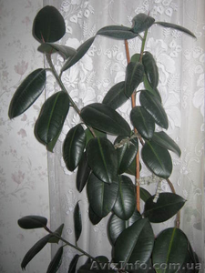 Продам крупнолистный трехствольный фикус #477768
