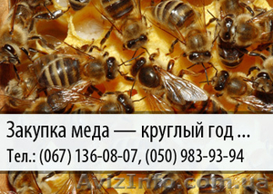 Закупка меда по Украине – (067) 136-08-07 – (050) 983-93-94 #478779