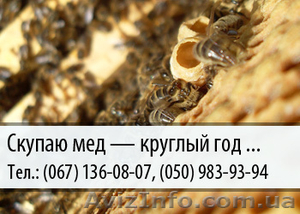 Скупаю мед по Украине – (067) 136-08-07 – (050) 983-93-94 #478637