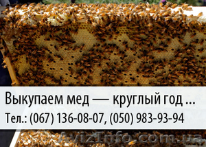 Выкупаем мед по Украине – (067) 136-08-07 – (050) 983-93-94 #476822