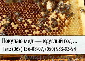 Покупаю мед по Украине – (067) 136-08-07 – (050) 983-93-94 #478838