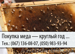 Покупка меда по Украине  #478828