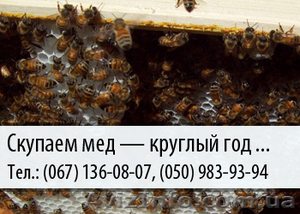 Скупаем мед по Украине – (067) 136-08-07 – (050) 983-93-94 #478662