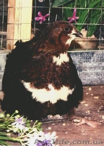 перепела. инкубационное яйцо #478992