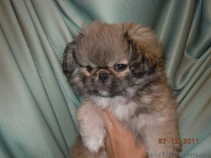 продаю щенков