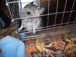 Продам шиншиллку-девочку #476041