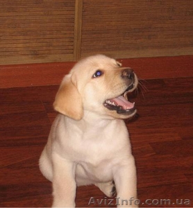 малыши щеночки лабрадора-ретривера #483594