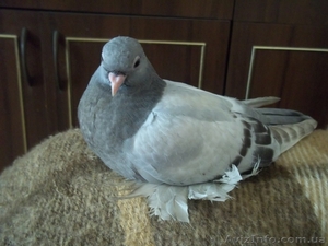 павлиньи голуби #466562