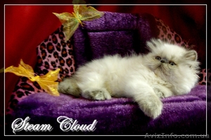 Персидский мальчик  #483236