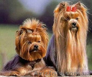 Стрижка йорков,  ши-тцу,  пудельков,  спаниелей. Не дорого. #459946