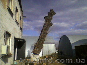 Аварийный спил деревьев (067)4475221 ,  удаление аварийных деревьев Киев. Подрезк #479859