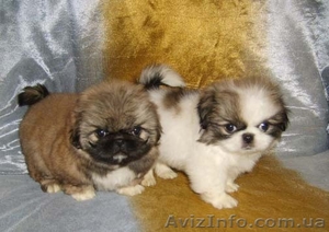 Недорого продам щенков породы ПЕКИНЕС! #483526