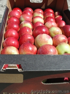 зимние сорта яблок! #471193