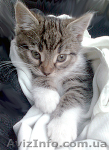 Котенок отдам в хорошие руки #463381