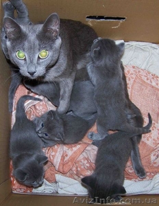 Серебристый подарок под/на ёлку #460531