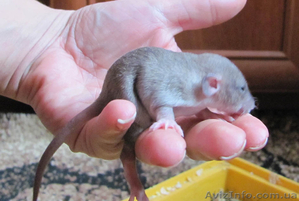 Декоративные крысы (грызуны) #472945